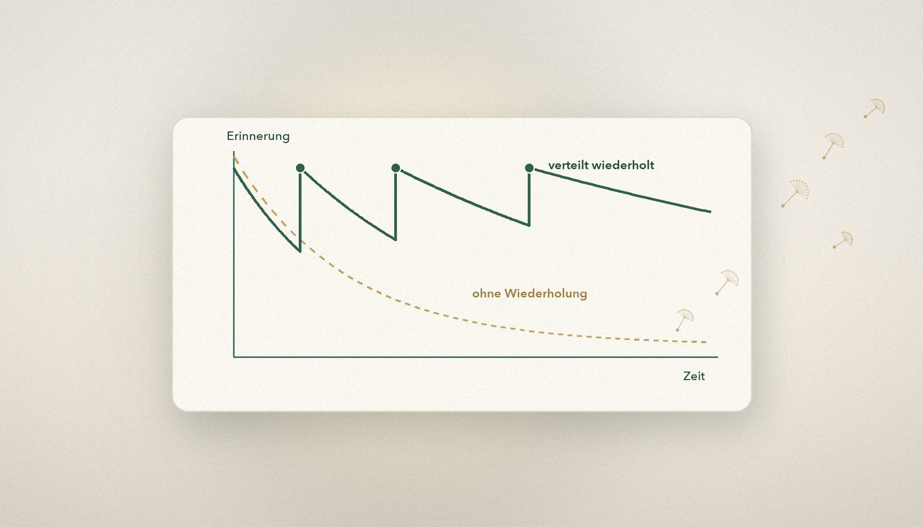 Vereinfachte Grafik: Vergessenskurve ohne Wiederholung und mit verteilter Wiederholung